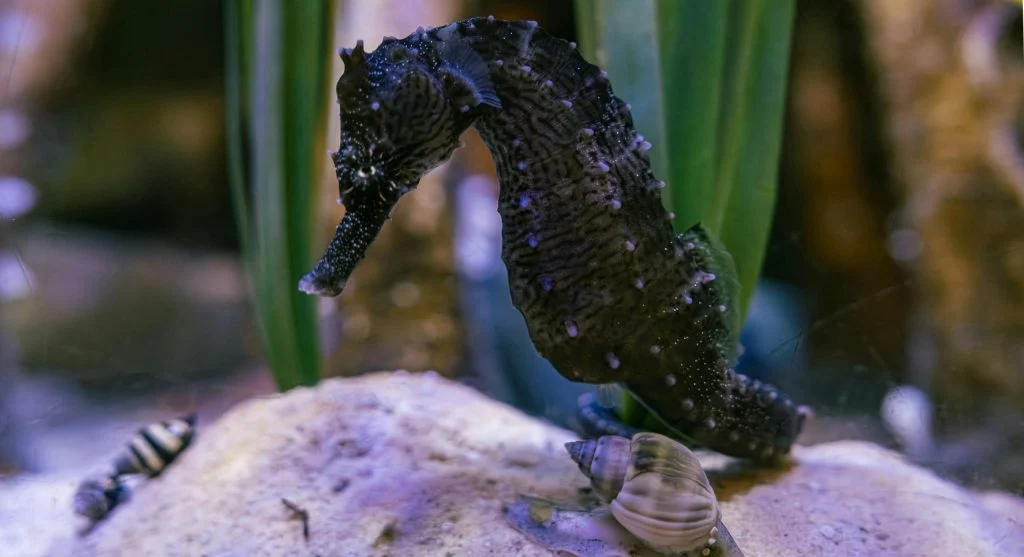 seahorse in coral reef ecosystem