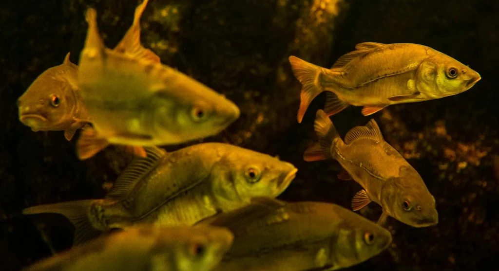 Young fish hiding among wetland plants