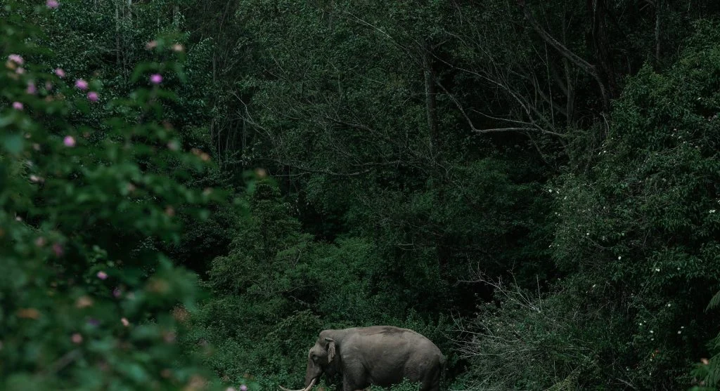 animals migrating through protected corridor