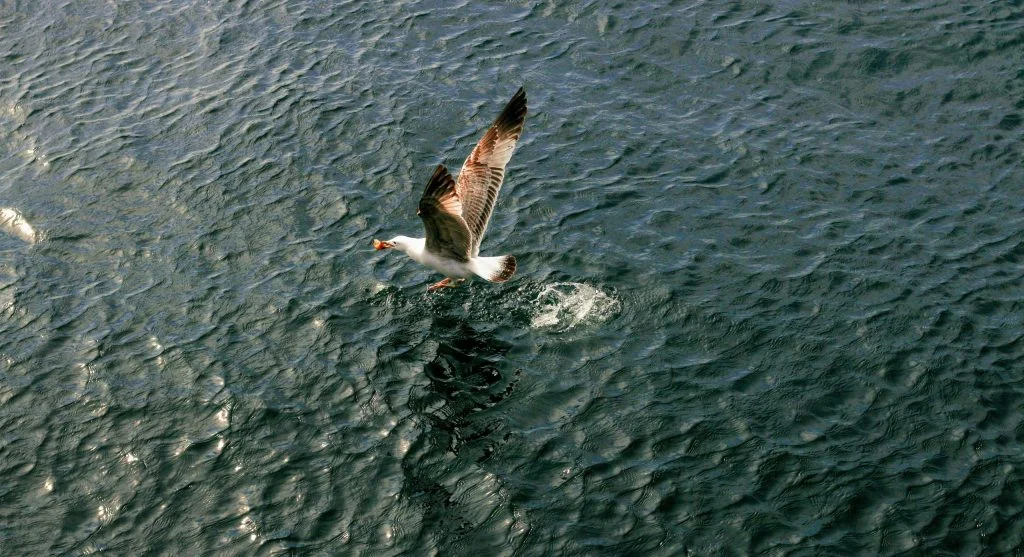 flying fish gliding above water