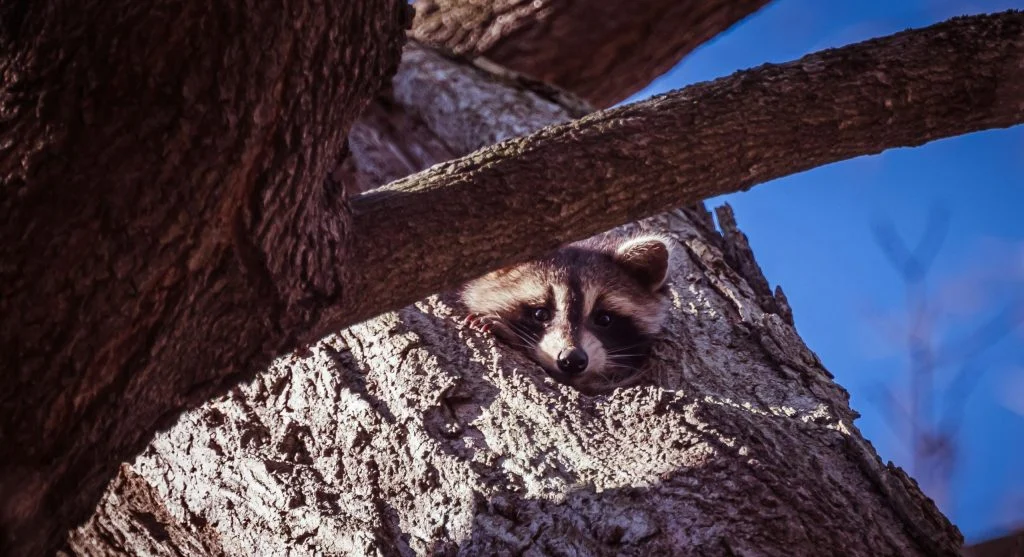 raccoon climbing urban wall