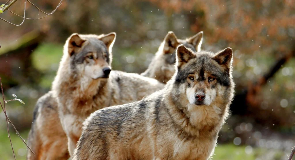 wolves interacting in wilderness ecosystem