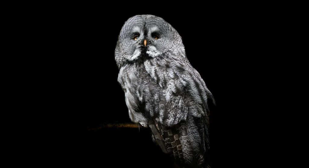 owl flying silently in forest