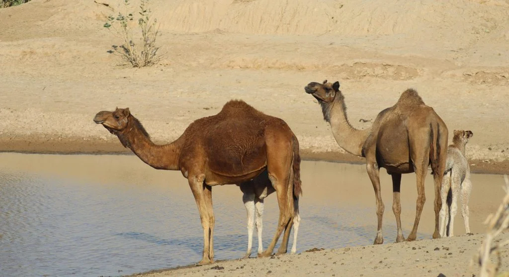 camel conserving water in desert