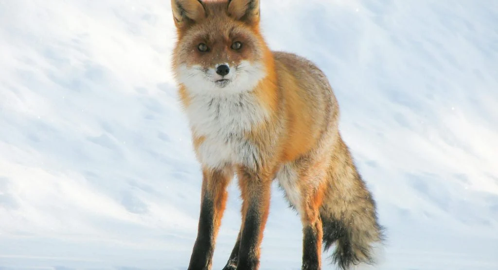 Arctic fox with thick fur and small ears in snow