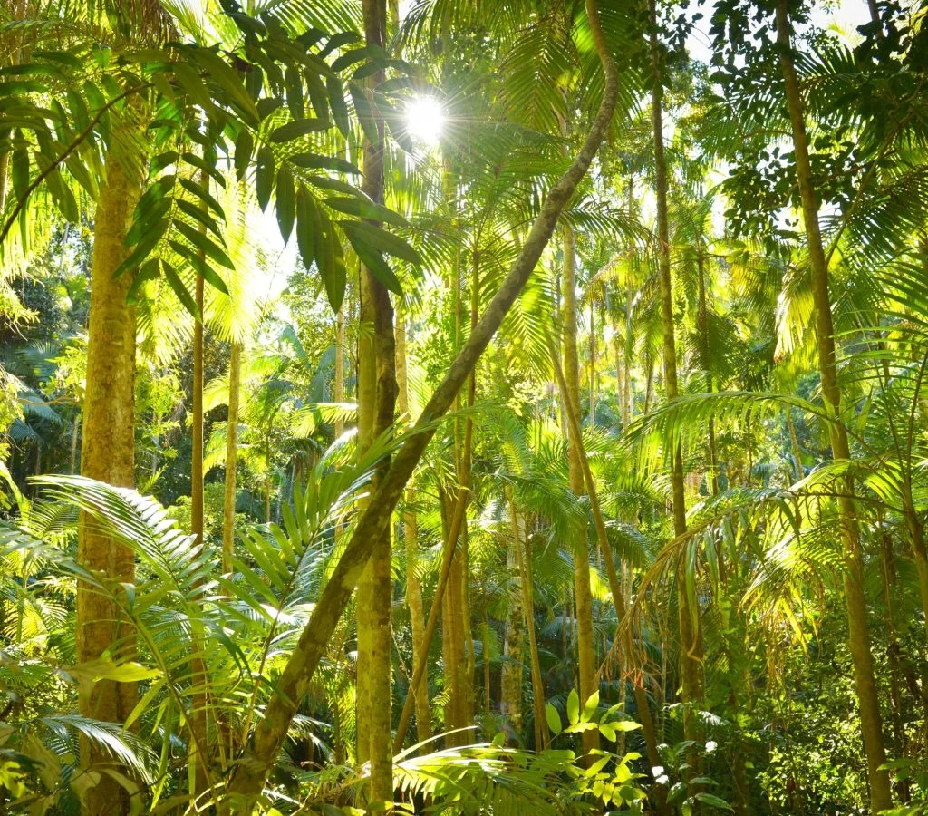 Tropical rainforest with lush green vegetation and diverse wildlife