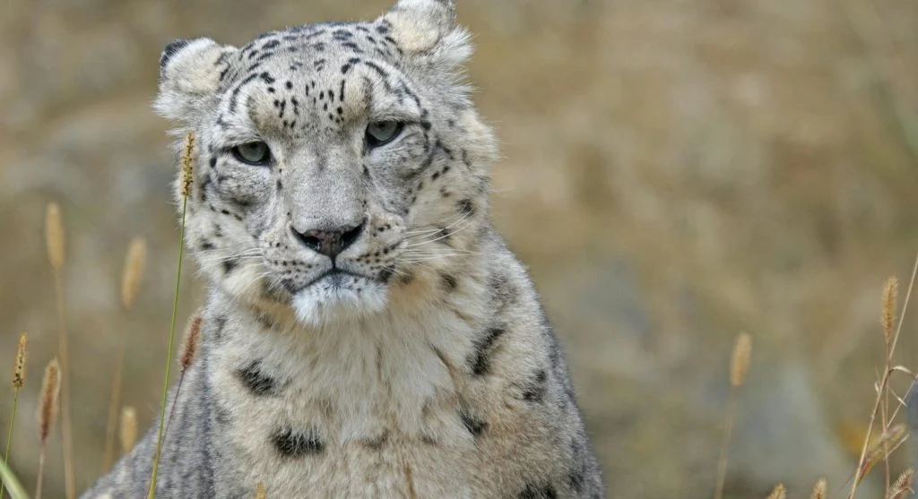 Snow leopard standing on a rocky outcrop overlooking a protected mountain wilderness habitat