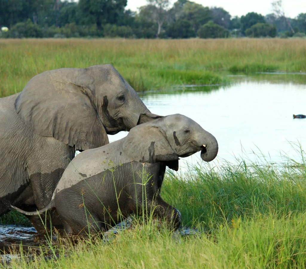 Elephants gathering in a wetland area on a warm day