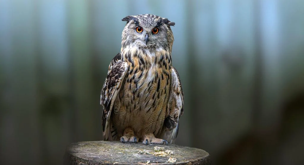 owl using hearing to hunt prey