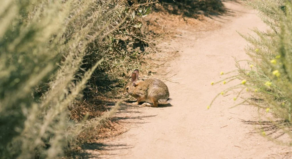 Wild animals near a hiking trail in spring season