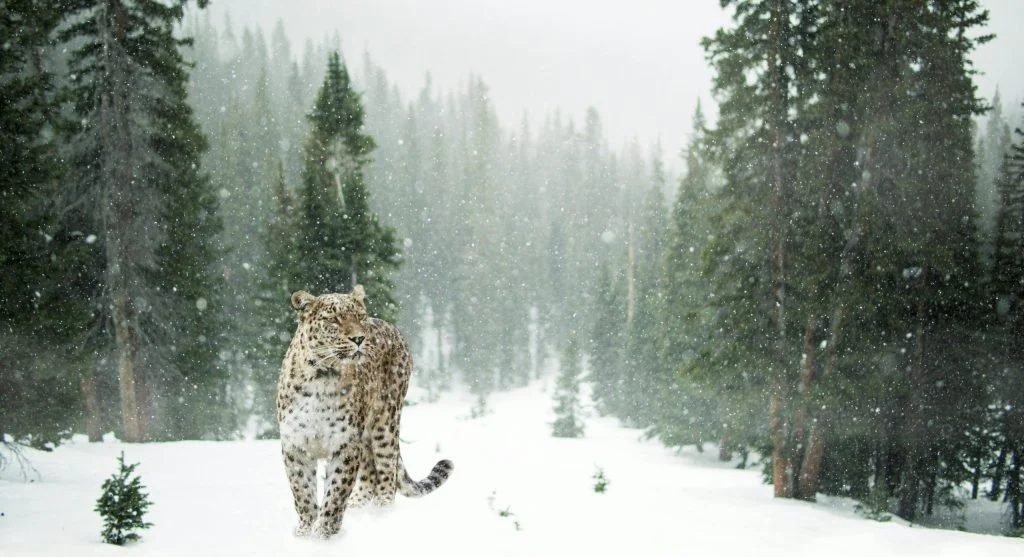 Snow leopard sitting on a rocky mountain cliff