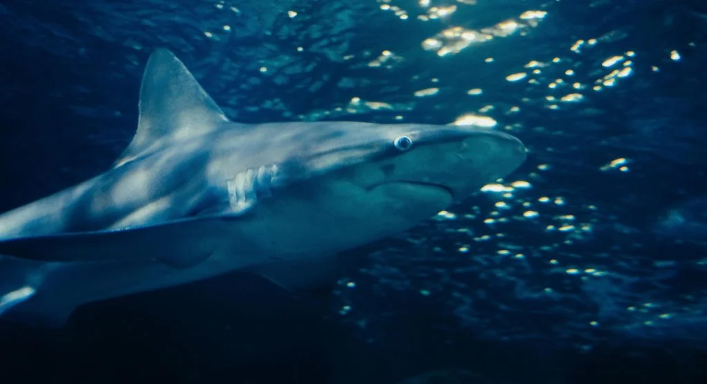 Hammerhead shark swimming in the ocean