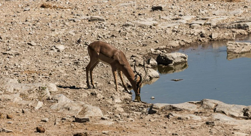 Animals gathering at a water source on a hot summer day