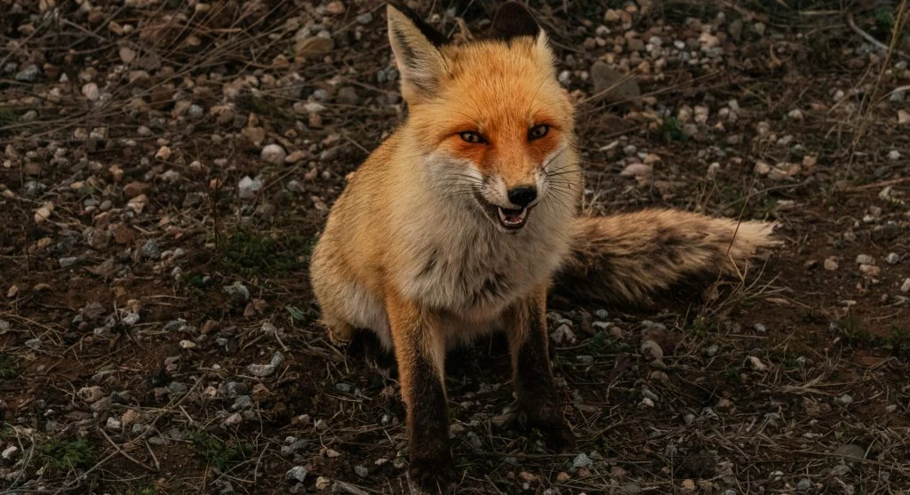 Red fox in autumn forest