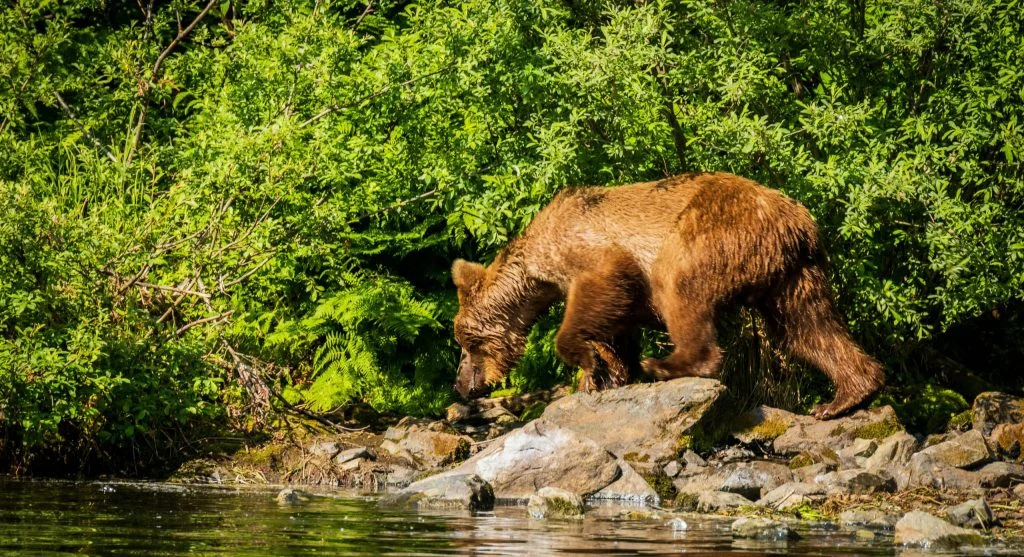 Grizzly bear feeding in a natural environment