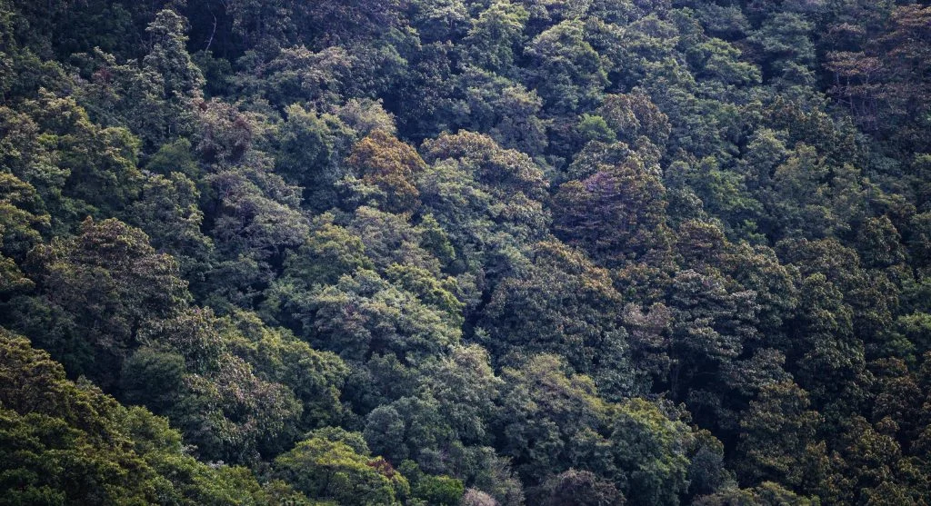 rainfall supporting forest biodiversity