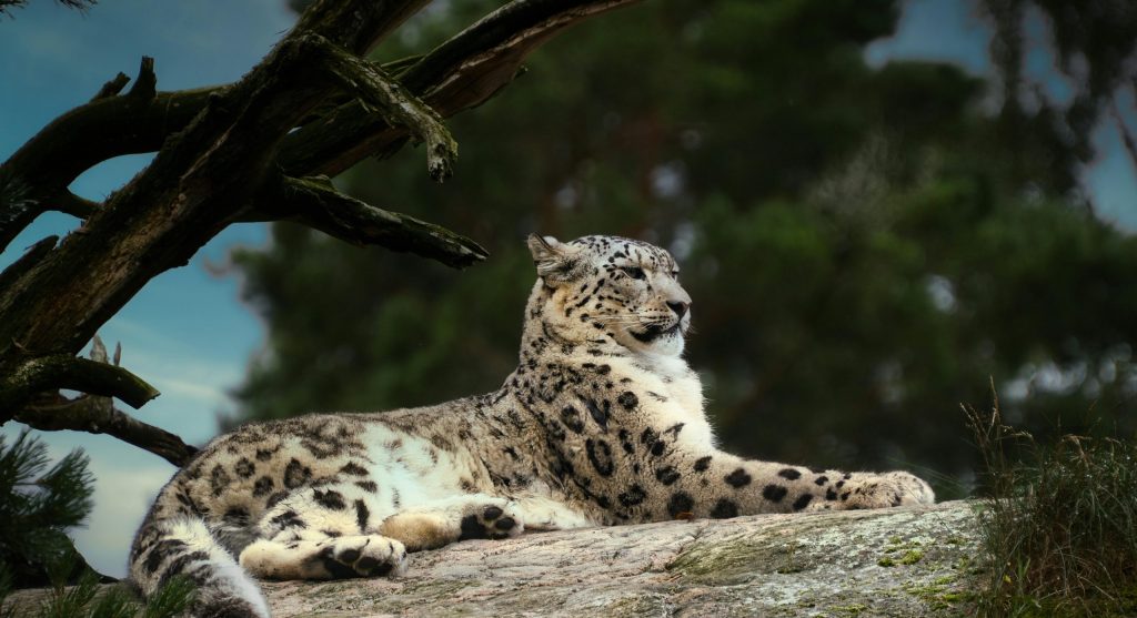 Snow leopard resting in a mountainous terrain