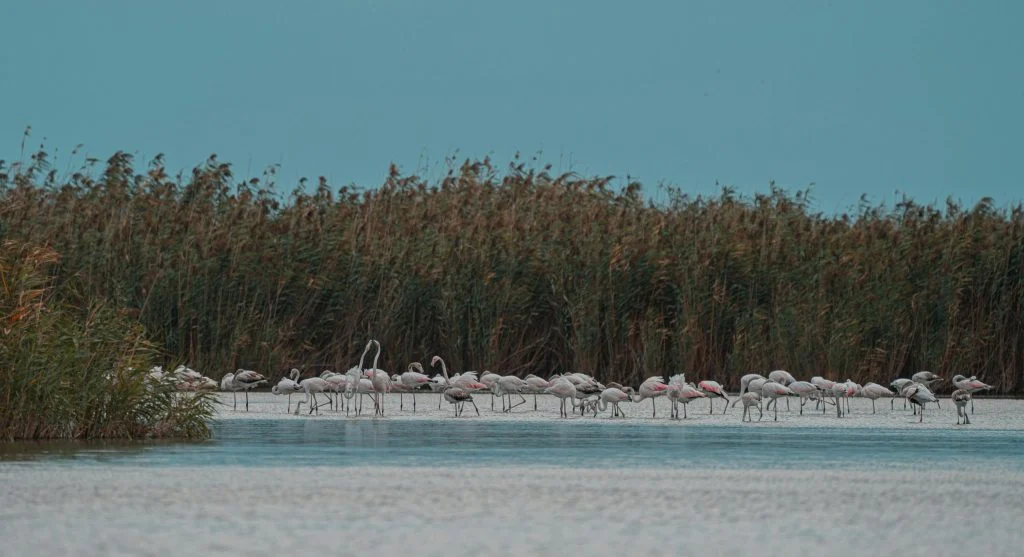 flamingos feeding in natural wetland