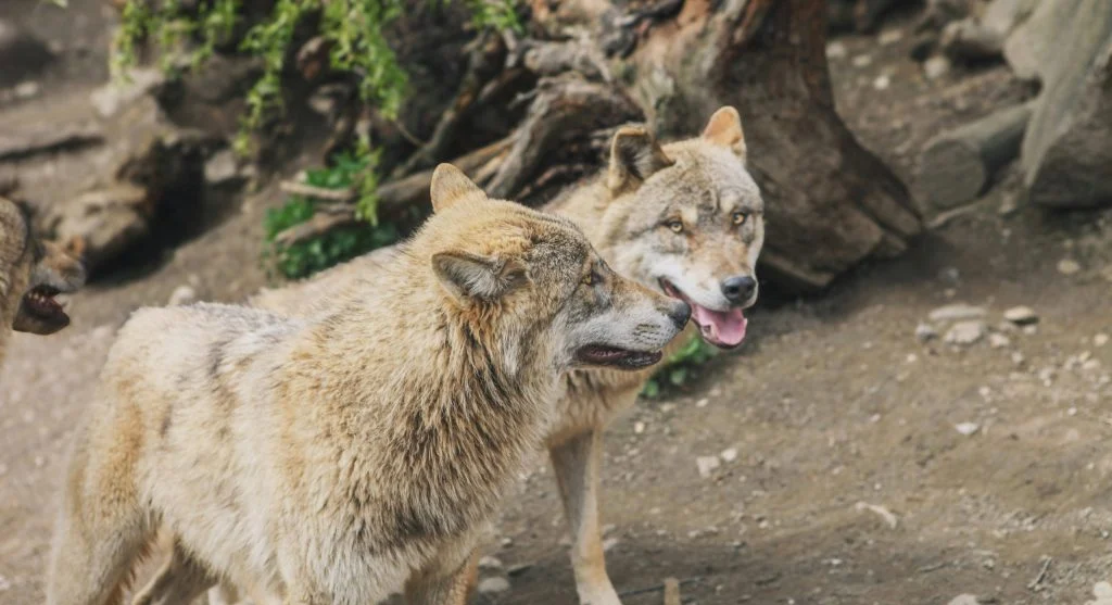 wolves howling in natural habitat