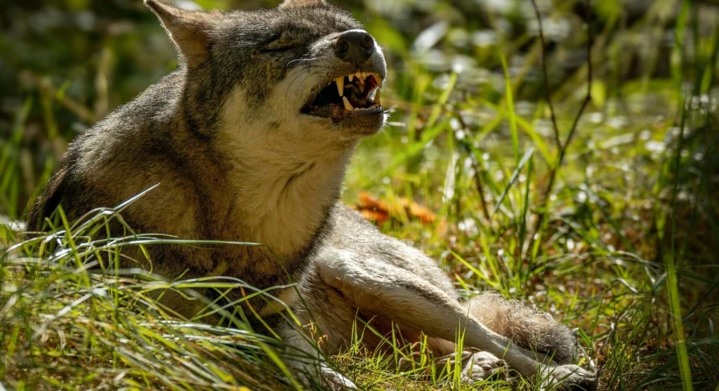 A wolf howling under a starry night sky in the wilderness