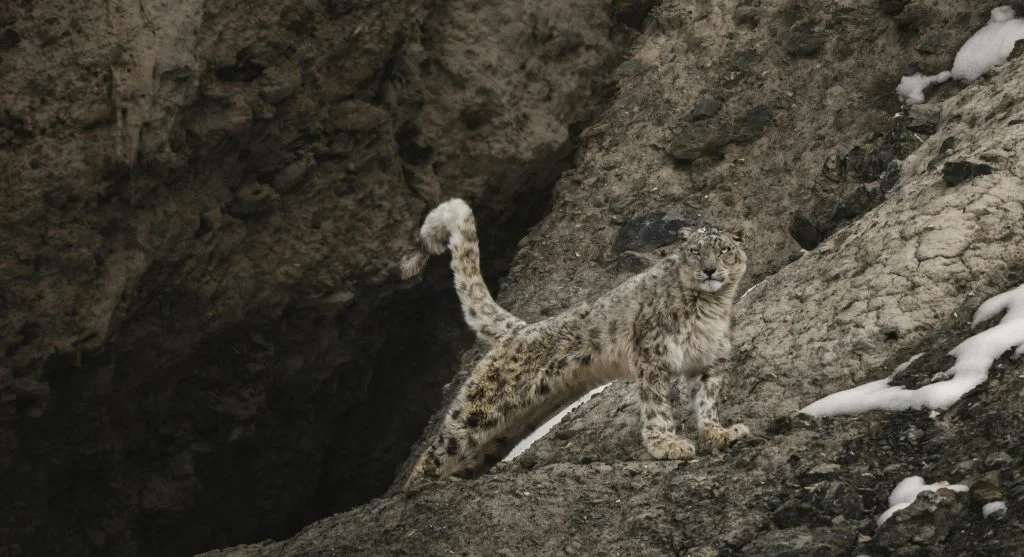 Snow leopard navigating steep snowy mountain terrain
