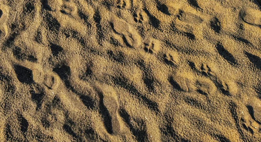Small animal footprints in mud near a freshwater area