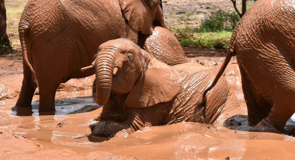 Why Elephants Use Mud Baths to Protect Themselves in the Wild