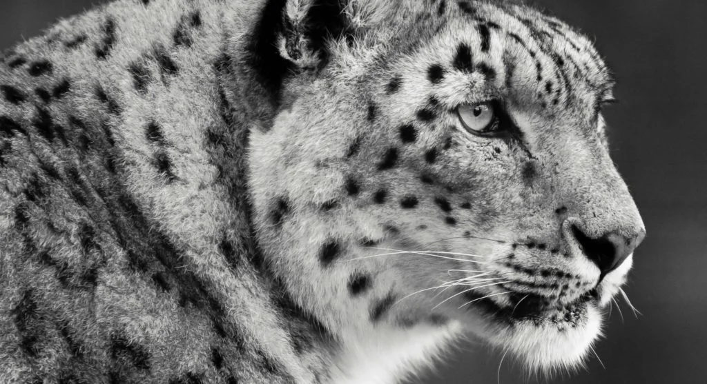 Snow leopard using camouflage in mountain wilderness habitat