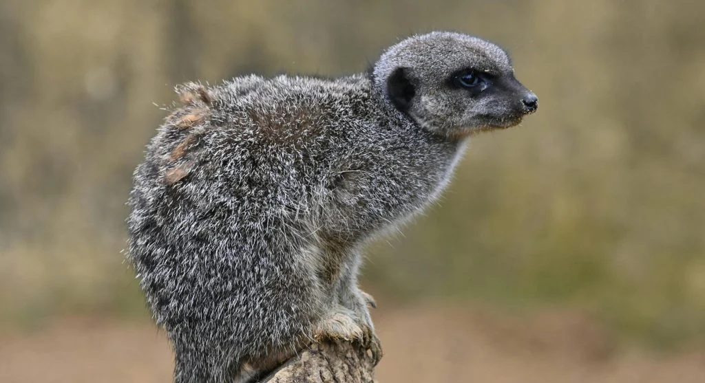 Meerkat searching for food in desert ecosystem
