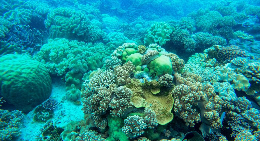 octopus in protected marine habitat