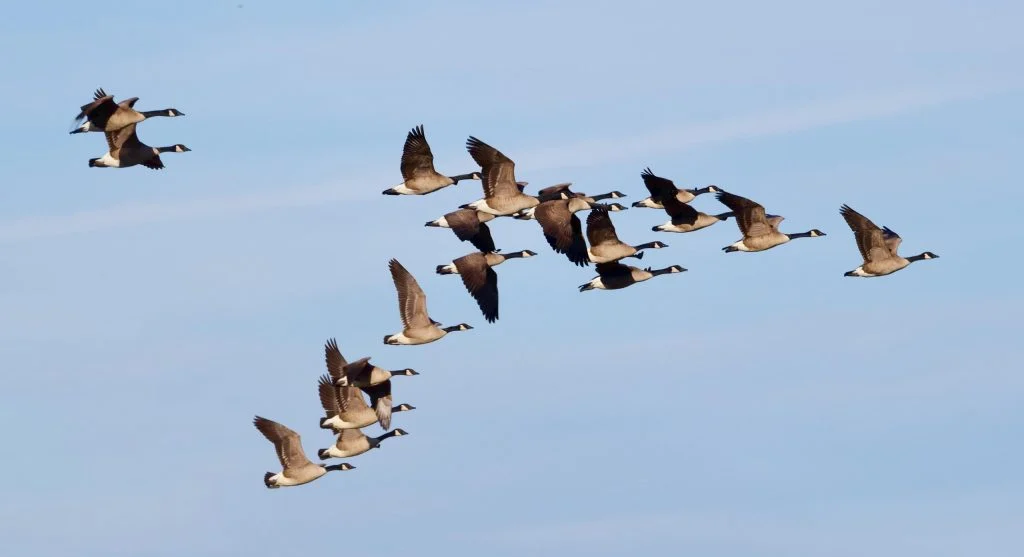 Birds in V formation flying during autumn season