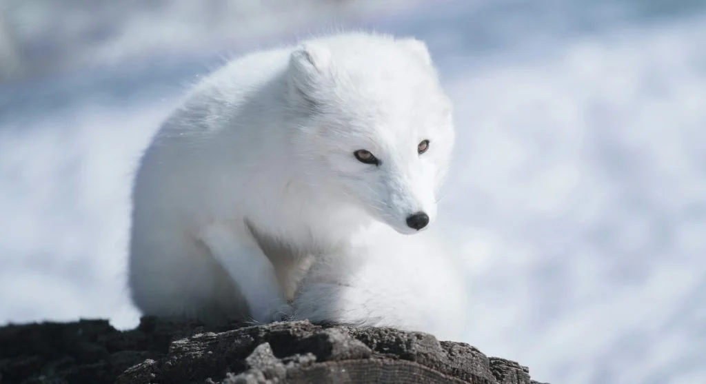 Arctic fox standing in a snowy tundra landscape with white snow and frozen trees