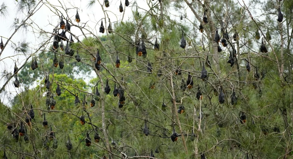 fruit bat resting in forest ecosystem