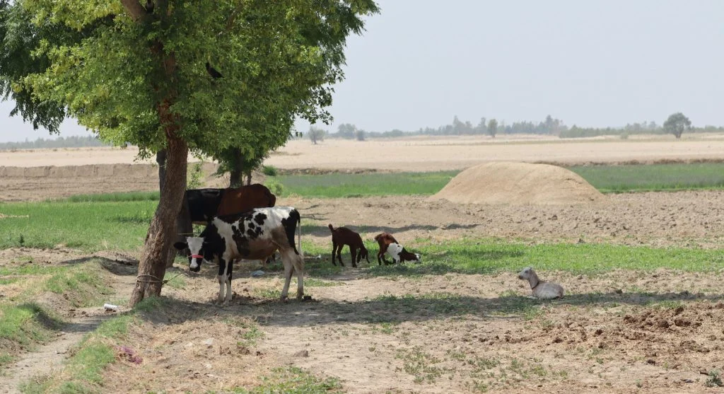 Animals gathering under a tree for shade and drinking water
