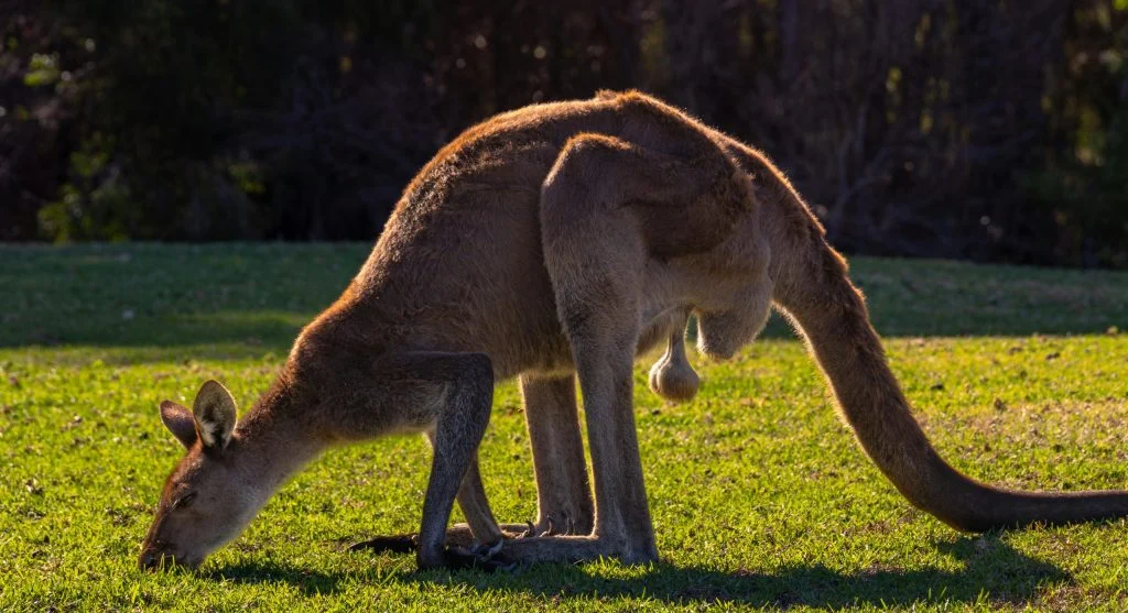 8 Kangaroo Facts Wildlife Experts Say Surprise Many Visitors