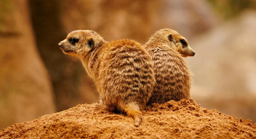 meerkats surviving together in dry habitat
