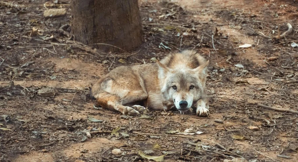 Animals living safely in a national park