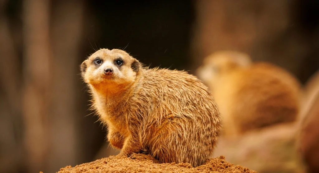 meerkat standing watch in desert habitat