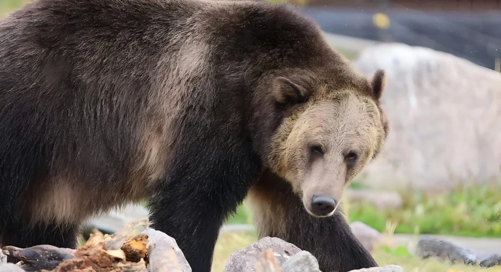 A grizzly bear roaming freely in a natural wilderness environment
