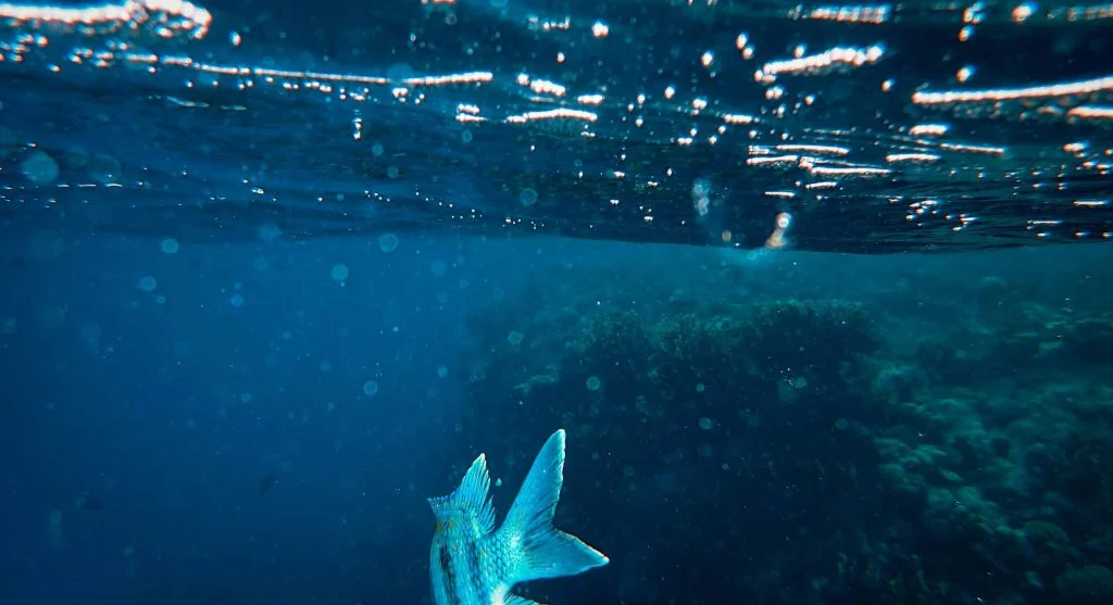 flying fish in ocean habitat