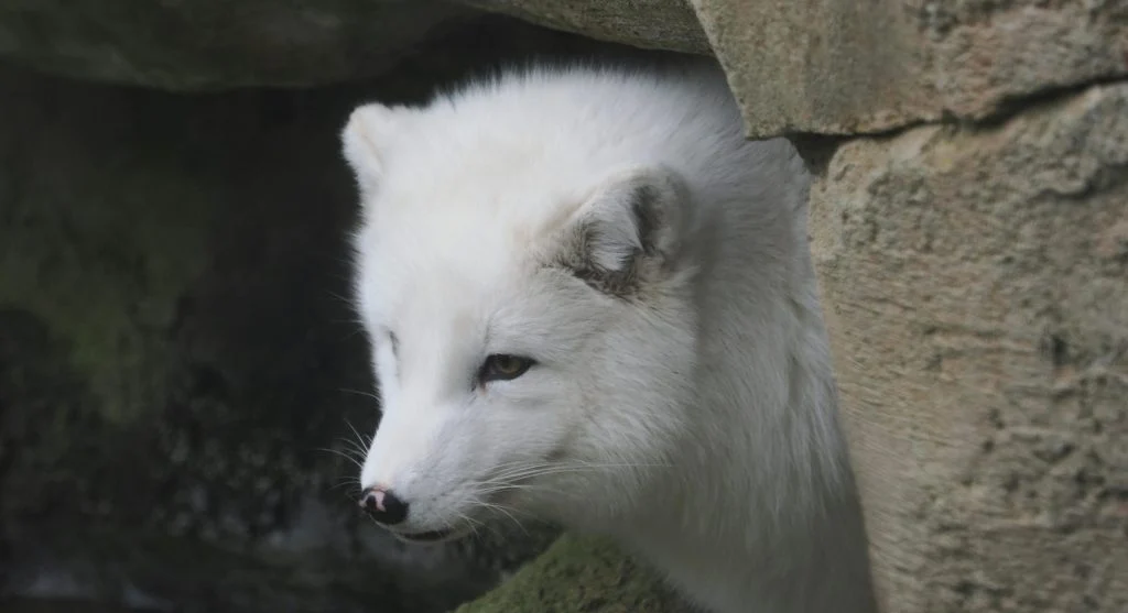 Arctic fox in snowy landscape