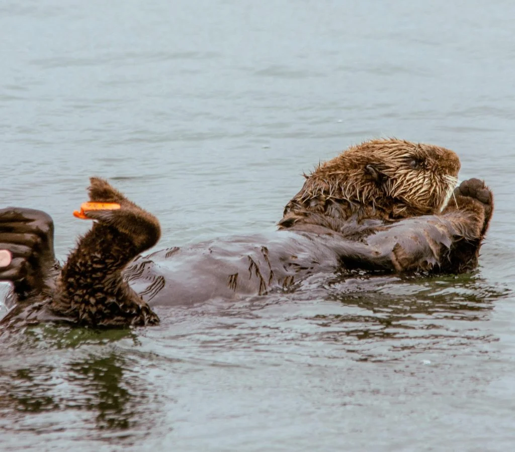 A sea otter resting in a protected coastal area