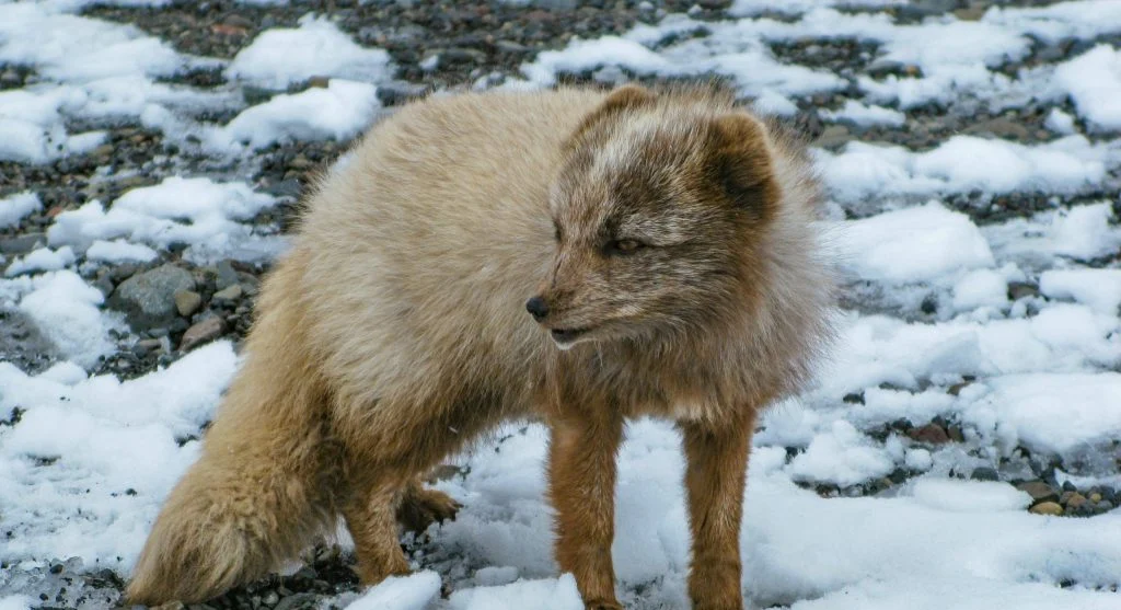 Arctic fox with perked up ears in a snowy environment