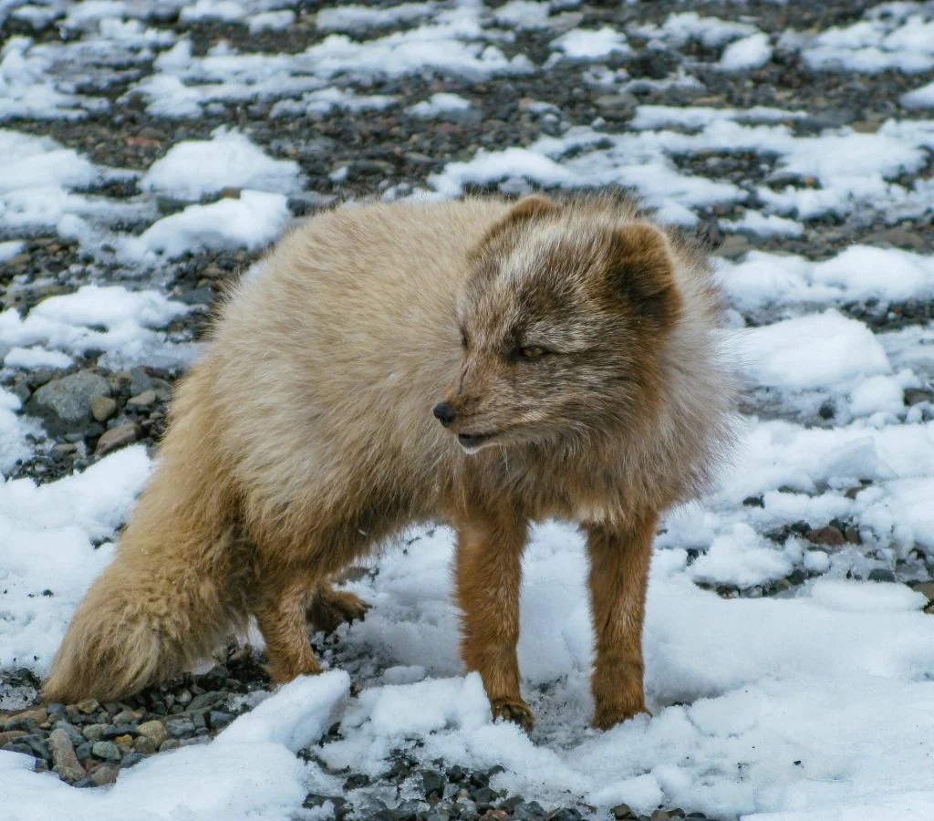 10 Surprising Arctic Fox Facts Wildlife Experts Want Readers to Know