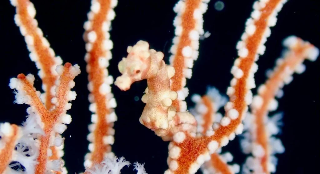 seahorse swimming upright in ocean
