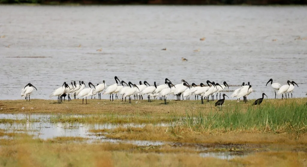 birds stopping at wetland habitat