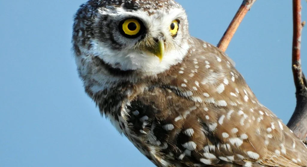 An owl turning its head with flexible neck movement