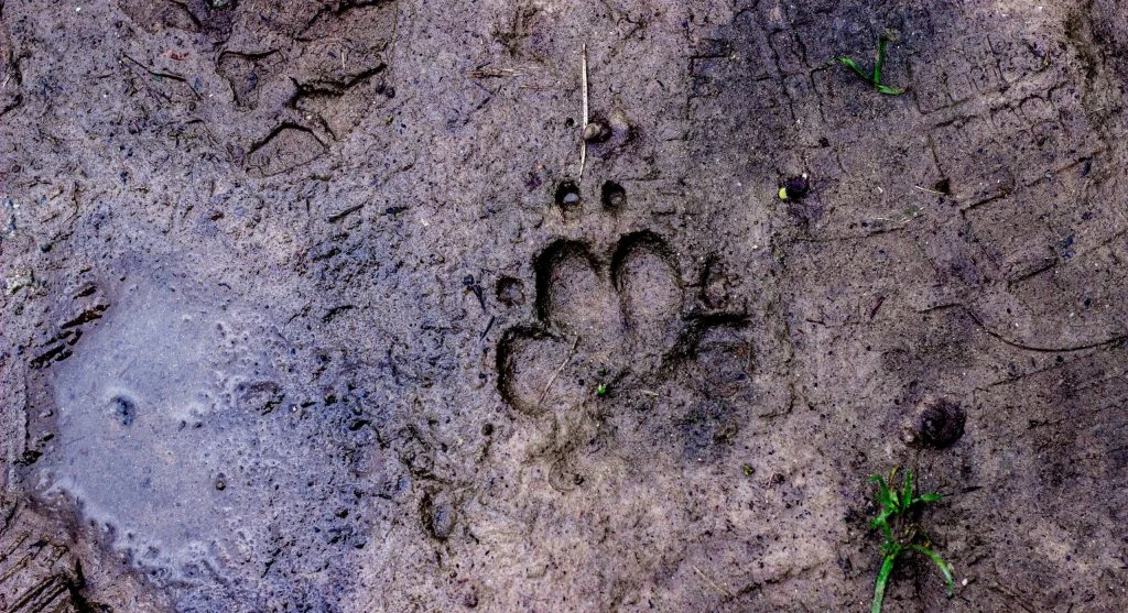 How to Identify Animal Tracks During Outdoor Nature Walks