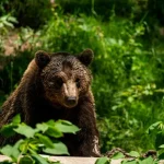 Brown bear roaming in forest during daytime