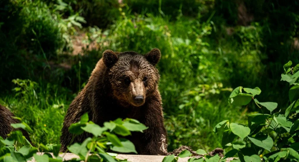 Brown bear roaming in forest during daytime